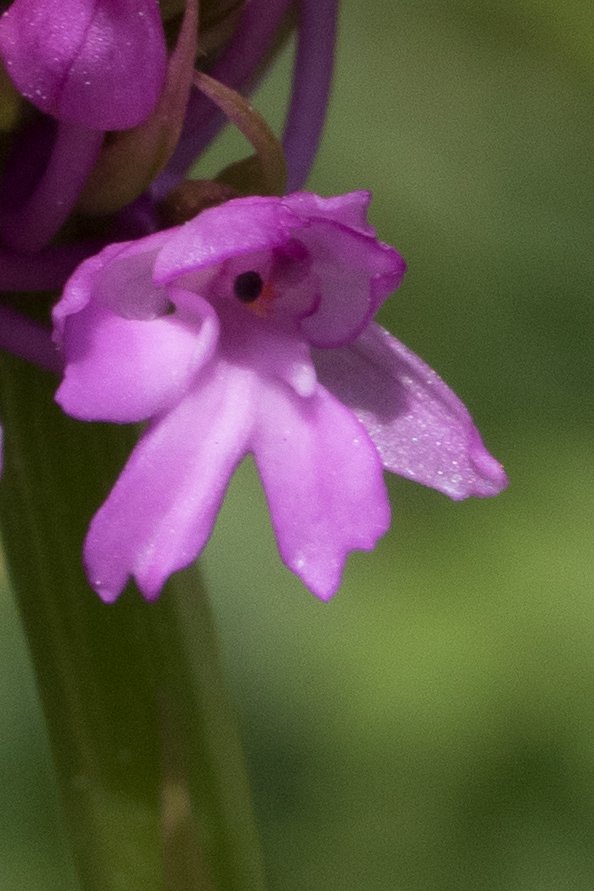 Just wanted to check that this a Pyramidal orchid? <a href="/ukorchids/">Wild Orchids UK & Ireland</a> . Thanks!