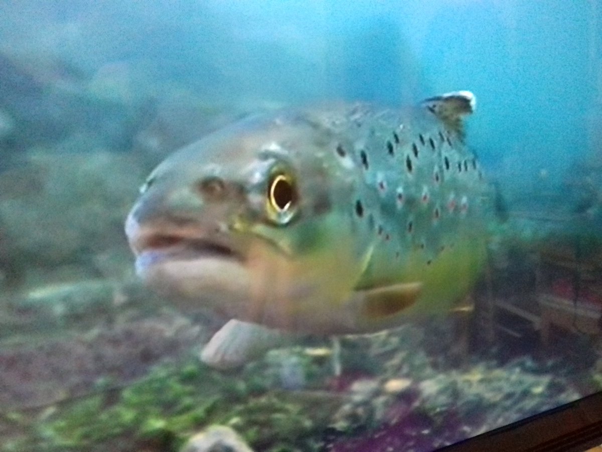 SallyB_I's tweet image. @BBCSpringwatch #springwatch #bbcredbutton it&apos;s very mesmerising and therapeutic watching the pretty spotted brown trout.....