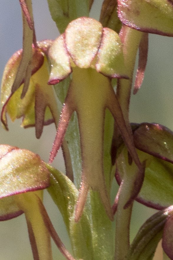 After 2 attempts, we finally found a Man orchid <a href="/ukorchids/">Wild Orchids UK & Ireland</a>