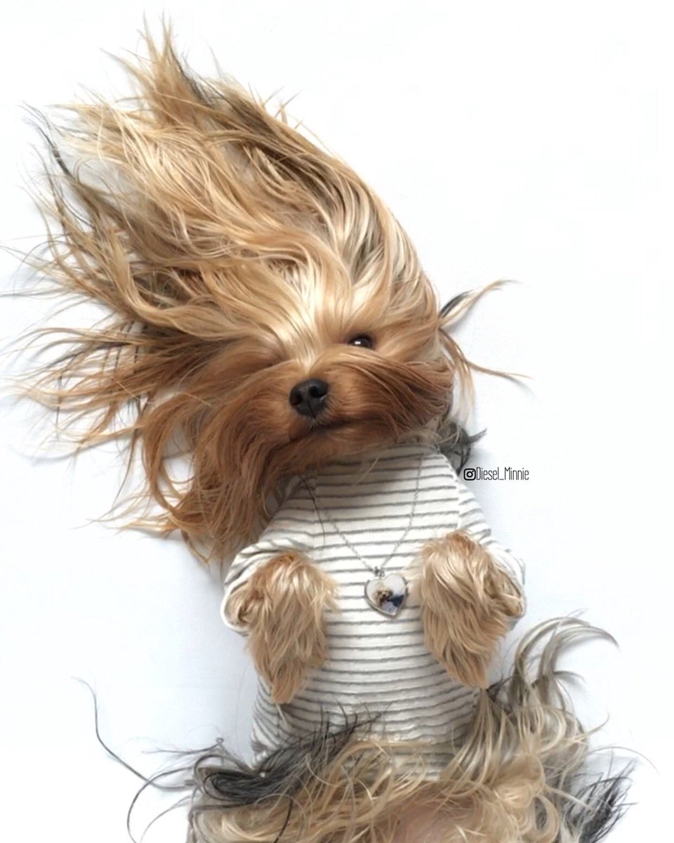 diesel_minnie's tweet photo. Happy #WednesdayMotivation
#dog #animal #yorkie #hair #hairstyle https://t.co/C3Vcr8C3P9