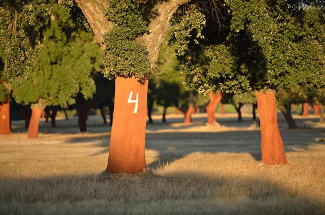 100PercentCork's tweet photo. Cork is harvested in a steady cycle that promotes healthy growth to the tree over its expected lifespan of over 200 years.
The bark is harvested without damage to the tree, making cork one of the world’s most sustainable natural resources. #CorkFacts https://t.co/DaMsMe2Xkh https://t.co/o7MIARAuZ4