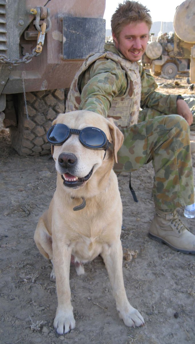 AustralianArmy's tweet photo. Today we celebrate the work of our 4 legged soldiers, on National Military Working Dog day. From carrying messages, detecting explosives, searching and tracking, asset and personal protection, it is hard to estimate the number of people Military Working Dog’s have helped or saved https://t.co/yBGJzavj75