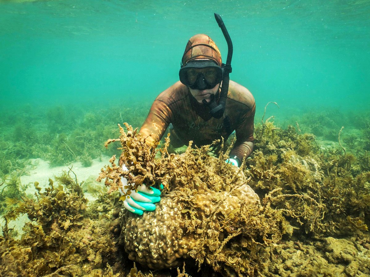 Don't forget Reef Recovery with Reef Ecologic this weekend to celebrate #WorldOCeansDay. If you haven't done so already sign up at goo.gl/forms/zXEBfBR5… and let us know if you need any equipment. #forabetterplanet #lovethereef @gbrmarinepark @citizensGBR @jcu