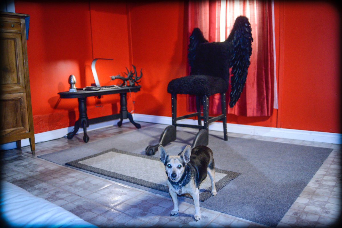ReelSeduction's tweet photo. Let's see what mayhem we can have happen here. We'll tell the devil dog he's gotta wait outside first... #studioavailable #photographeravailable #makeithappen #sexonfilm #batteriescharged #cardsformatted #modelreleasesprinted #quietpleaseandaction https://t.co/kseqQm1bgz