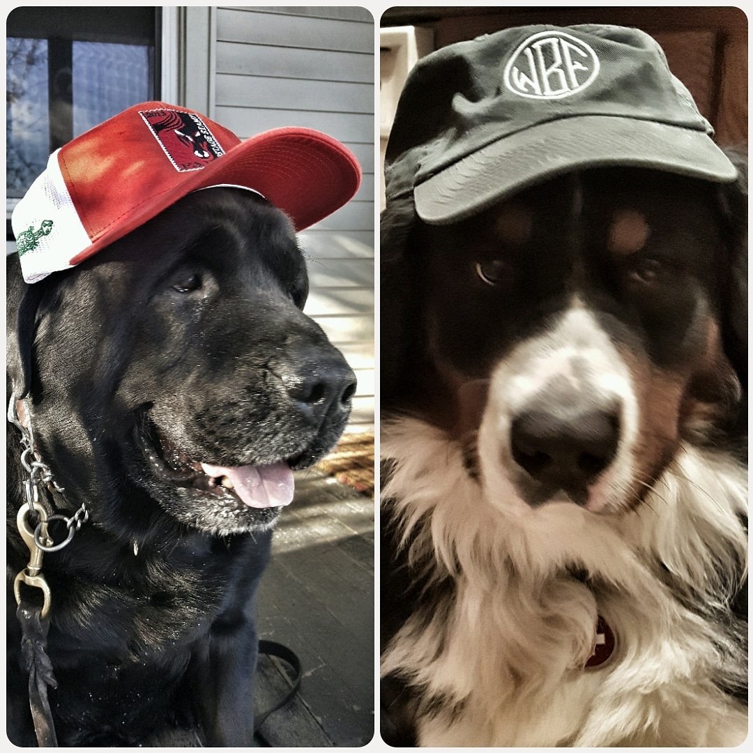 CindySwab7's tweet photo. @whitebirchpolo Jack and Albert are getting match ready for polo season @GreenwichPolo @BPPolo #whitebirchpolo #postagestampfarm #bernesemountaindog #labrador https://t.co/CVTa2GPi1G
