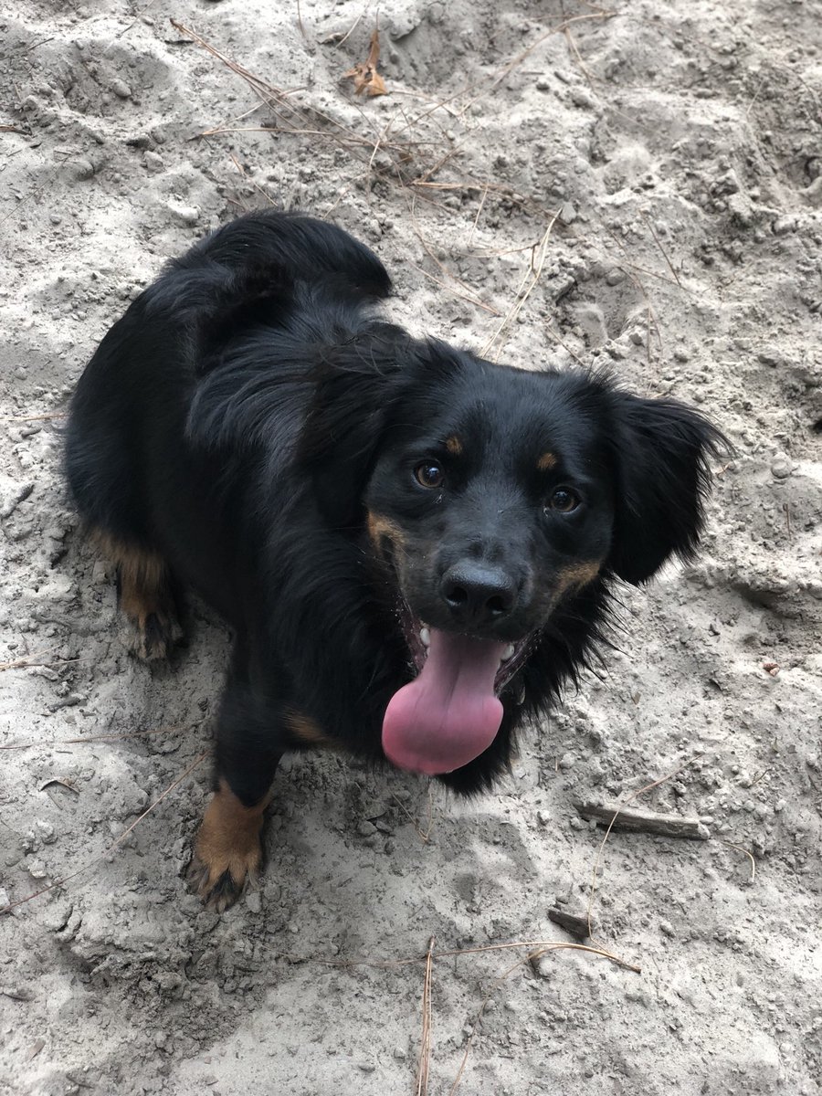 WeatherLauren's tweet photo. They ran and they ran until they couldnβt run anymore. Love these two puppers!! Awesome evening at the park! ππΆ #nottoohotnottoocold #juuustright ππΌ https://t.co/Ke9LcxDF1S