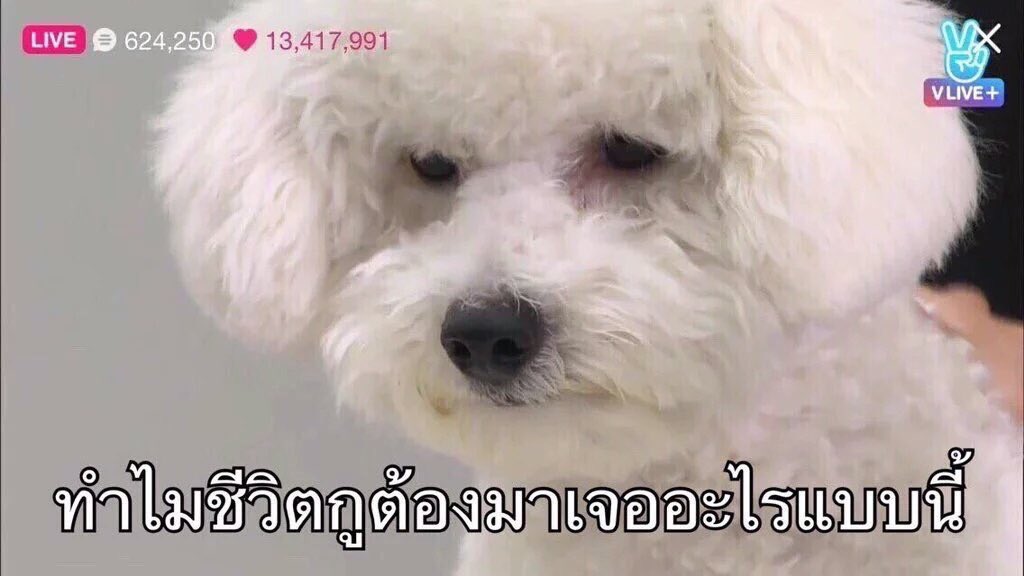 ลูซ tweet media