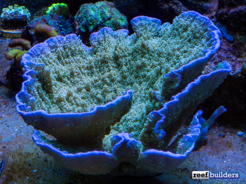 reefbuilders's tweet image. How To Grow The Most INTENSE Purple Rim Monti Cap dlvr.it/QWRKrs