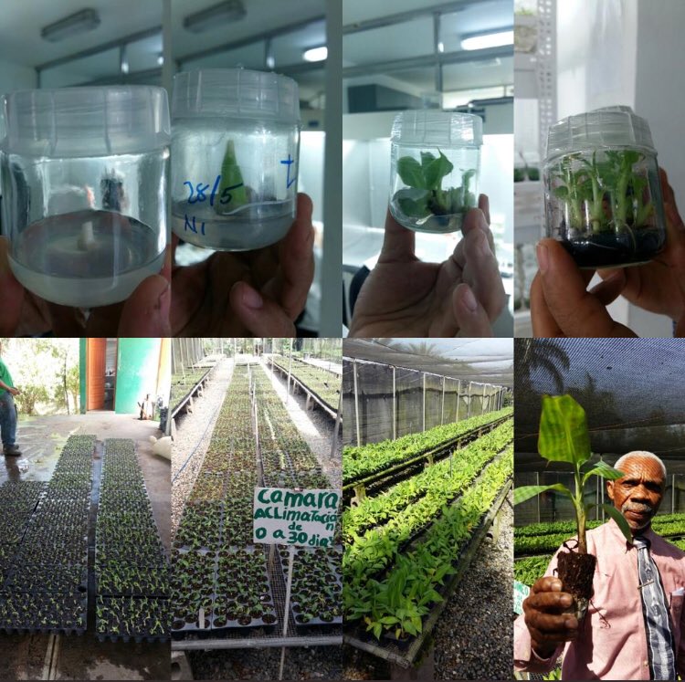 johannepRD's tweet photo. Great brainstorming with @sebastiani_luca during his scientific mission in Dominican Republic! Thanks @MESCYTRD @MIREXRD @EmbajadaRDIT @ScuolaSantAnna @MiurSocial @ItalyMFA @IIBI_GOB @IDIAF @intecrd @UNPHURD @AgriculturaRD #Toscolata https://t.co/kbwEAy0VgA