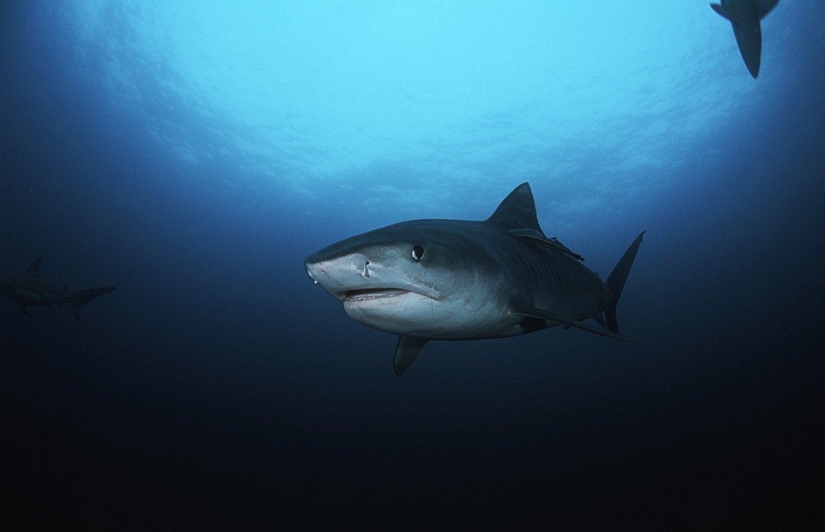 khdental's tweet photo. It’s no wonder sharks are so widely feared – at any one time, they can have up to 300 teeth! 

#yyc #yycdentist #dentist #dental #dentistry #teeth #calgary #trivia https://t.co/cSIHgFO1pP