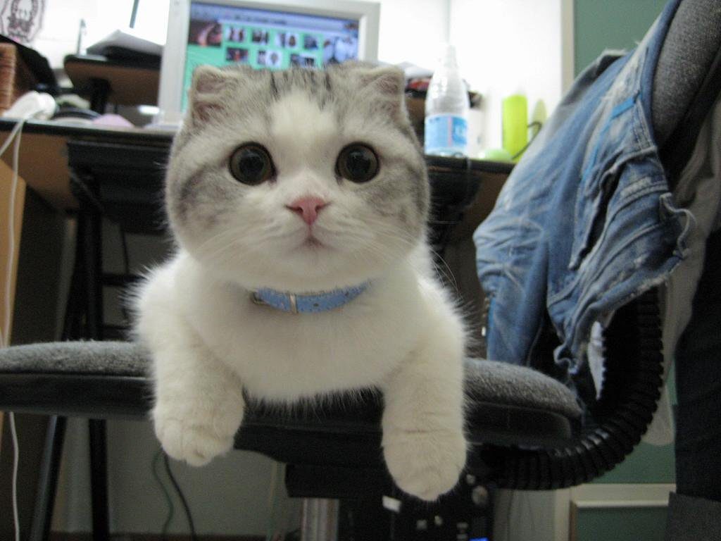 MeowMoeDotCom's tweet photo. https://t.co/uGJiJ9UY7c 
I'm smitten with this Scottish Fold kitten ... 
#Cats #Cat #Kittens #Kitten #Kitty #Pets #Pet #Meow #Moe #CuteCats #CuteCat #CuteKittens #CuteKitten #MeowMoe https://t.co/DaParB5Mte