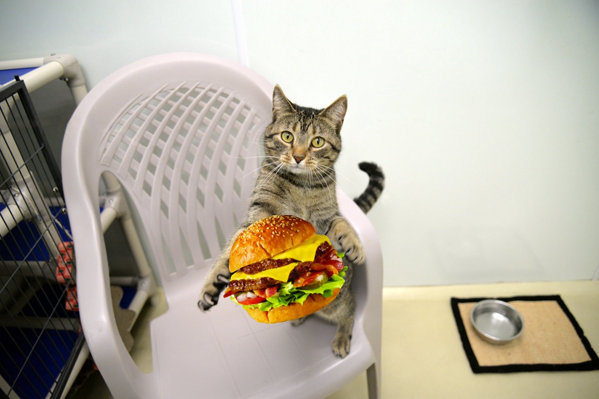 Hugo says it's a great day for a burger! Swing by <a href="/LibertyUnion/">Liberty Union</a> in Phoenixville or Chester Springs today &amp; let them know you're supporting MLAR - 15% of your bill will be donated to help us save homeless animals! Great food AND a great cause! #Yum #AnimalRescue