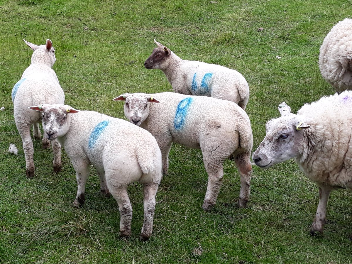 BlkPoplarSheep's tweet photo. These are some of our lambs. All have #Roussin blood in them being either by or out of #Roussin cross ewes. #Grassreared and on HLS which has had no inputs for several years now. Oldest are 8weeks old. @FarmersGuardian @sheep_farmers @Sheep_365 @FarmersOfTheUK @FarmersWeekly https://t.co/GNeljnmzGZ