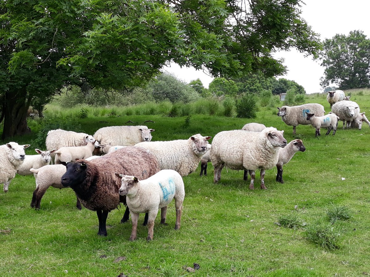 BlkPoplarSheep's tweet photo. These are some of our lambs. All have #Roussin blood in them being either by or out of #Roussin cross ewes. #Grassreared and on HLS which has had no inputs for several years now. Oldest are 8weeks old. @FarmersGuardian @sheep_farmers @Sheep_365 @FarmersOfTheUK @FarmersWeekly https://t.co/GNeljnmzGZ