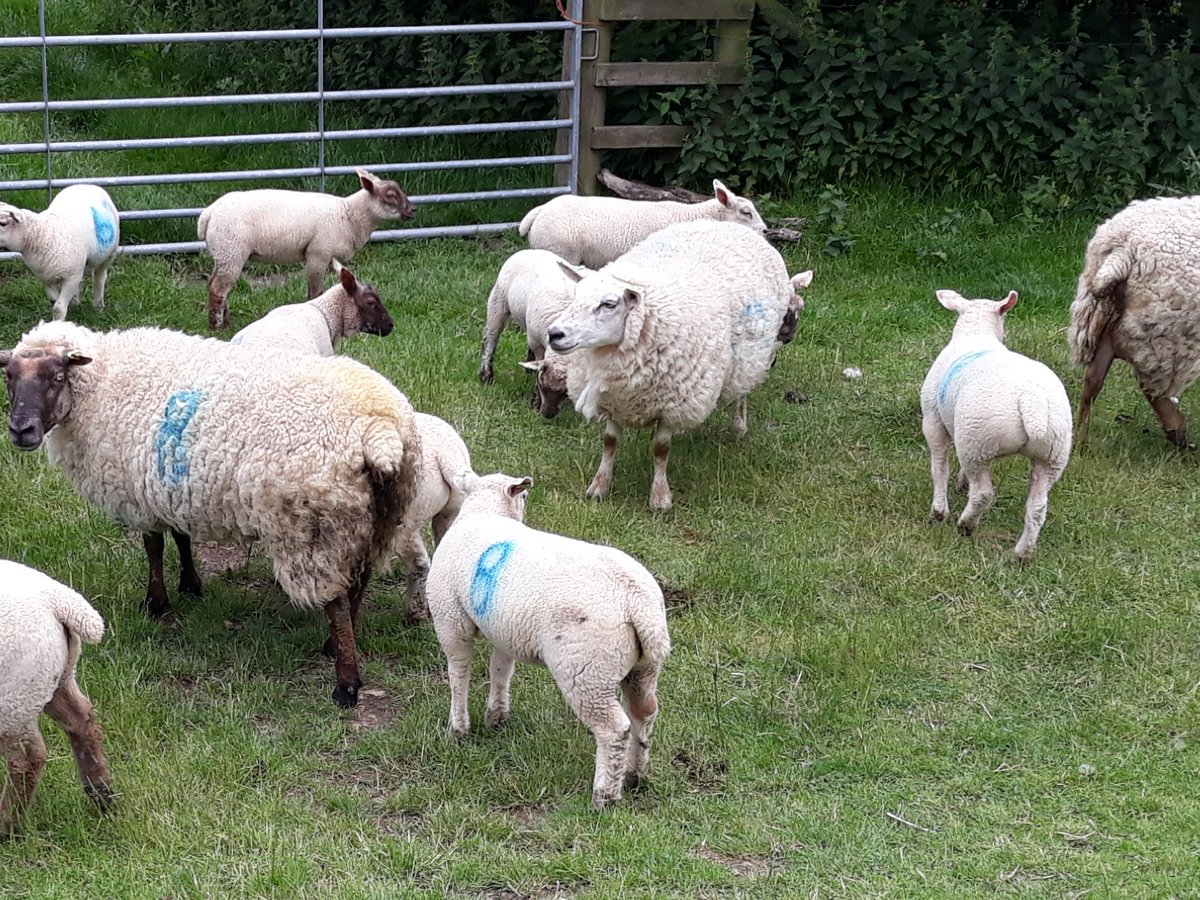 BlkPoplarSheep's tweet photo. These are some of our lambs. All have #Roussin blood in them being either by or out of #Roussin cross ewes. #Grassreared and on HLS which has had no inputs for several years now. Oldest are 8weeks old. @FarmersGuardian @sheep_farmers @Sheep_365 @FarmersOfTheUK @FarmersWeekly https://t.co/GNeljnmzGZ