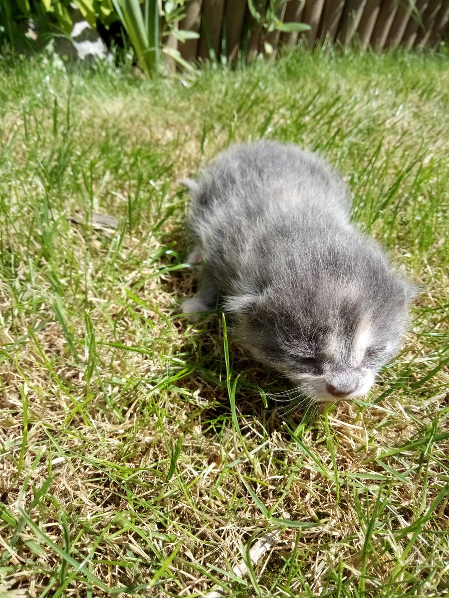 FloKFHoran's tweet photo. J'ai actuellement 6 chaton chez moi si vous connessai quelqu'un qui en voudrai bien Mercie de partager je les DONNE CONTRE BON SOINS dans Le 62 faites tourner svp (je n'est qu'eux sa comme photos) https://t.co/3ww9yLLvk9