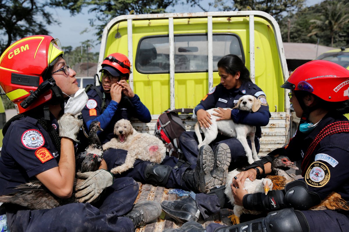 ajplus's tweet photo. While searching for survivors, firefighters and volunteers in Guatemala are also rescuing animals from the disaster zone around the Fuego volcano: https://t.co/f0uHPPrCtP