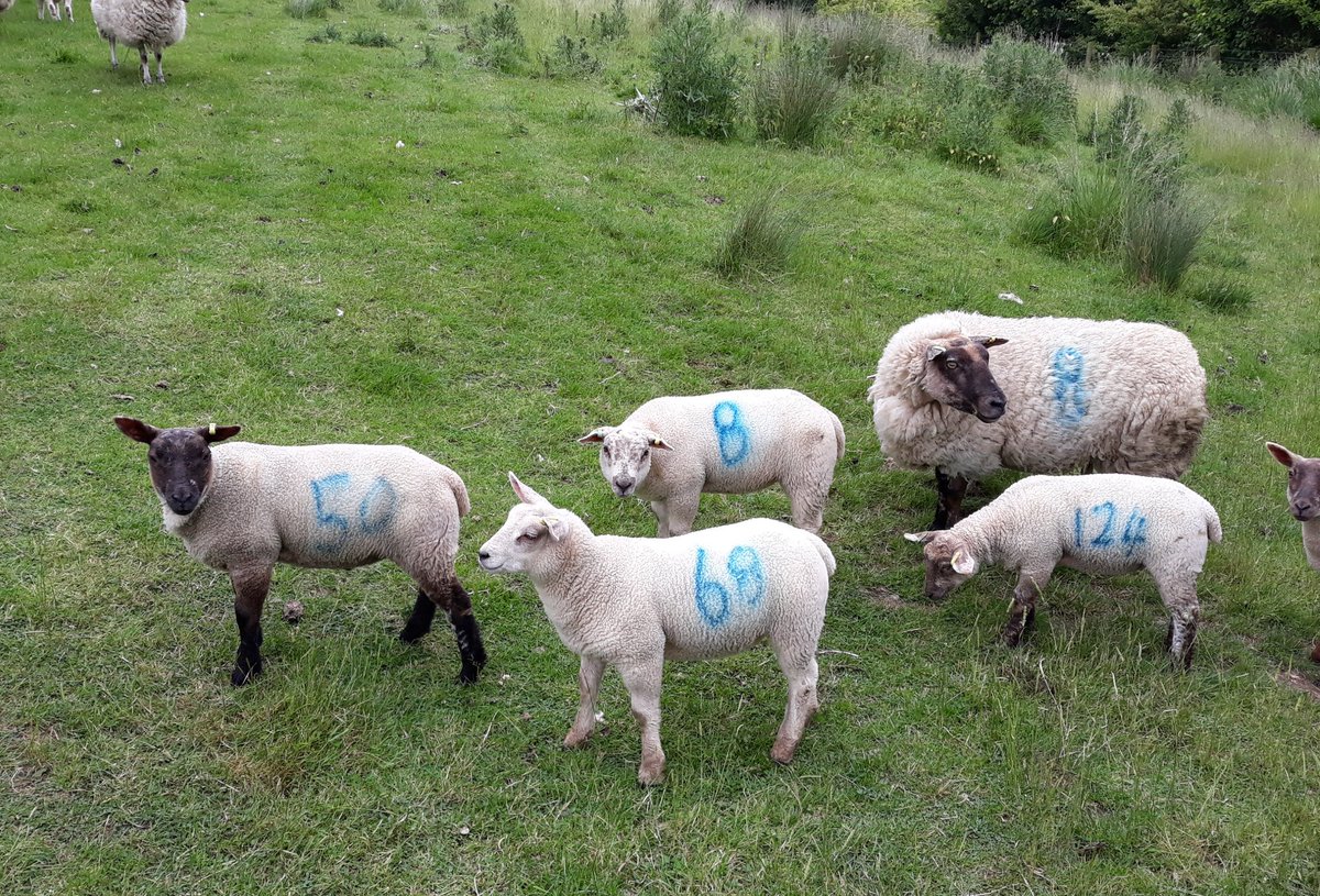 BlkPoplarSheep's tweet photo. These are some of our lambs. All have #Roussin blood in them being either by or out of #Roussin cross ewes. #Grassreared and on HLS which has had no inputs for several years now. Oldest are 8weeks old. @FarmersGuardian @sheep_farmers @Sheep_365 @FarmersOfTheUK @FarmersWeekly https://t.co/GNeljnmzGZ