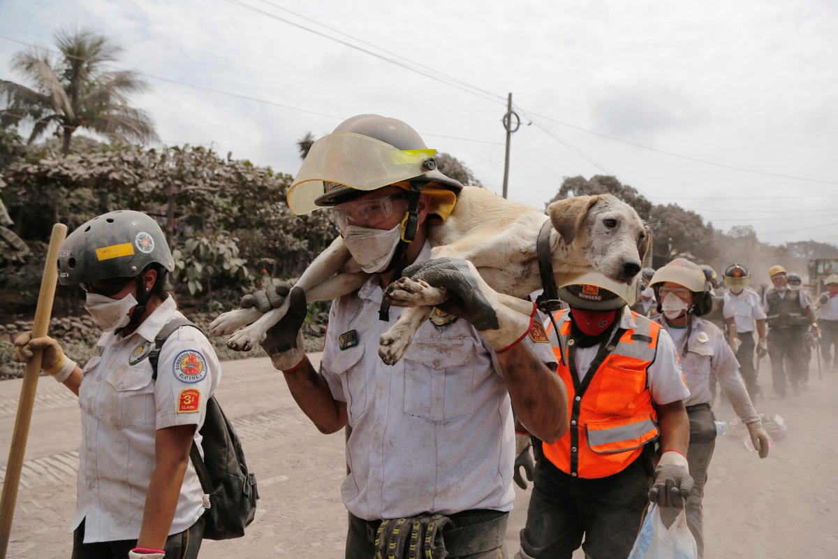 ajplus's tweet photo. While searching for survivors, firefighters and volunteers in Guatemala are also rescuing animals from the disaster zone around the Fuego volcano: https://t.co/f0uHPPrCtP