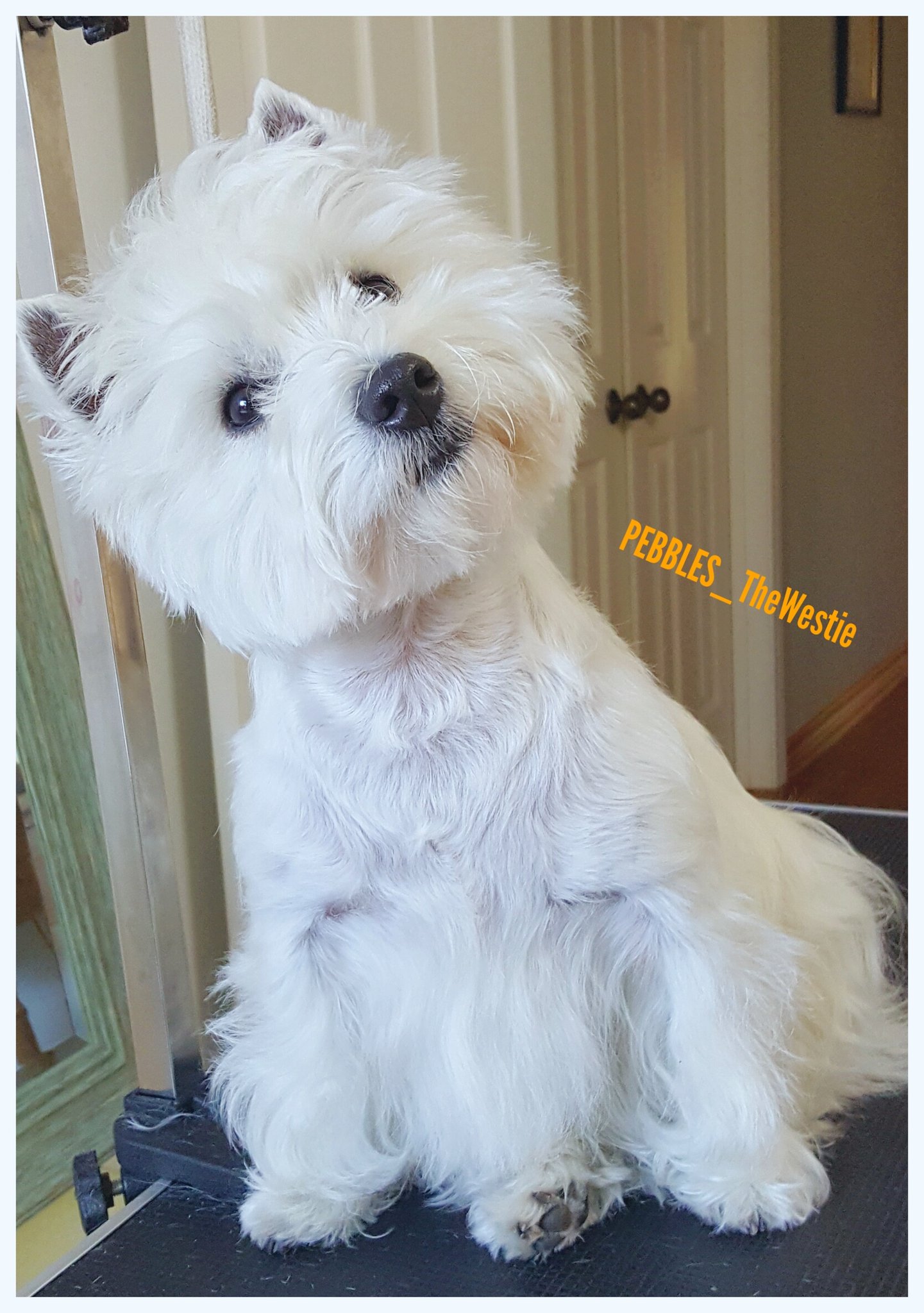 Stripping westie hot sale