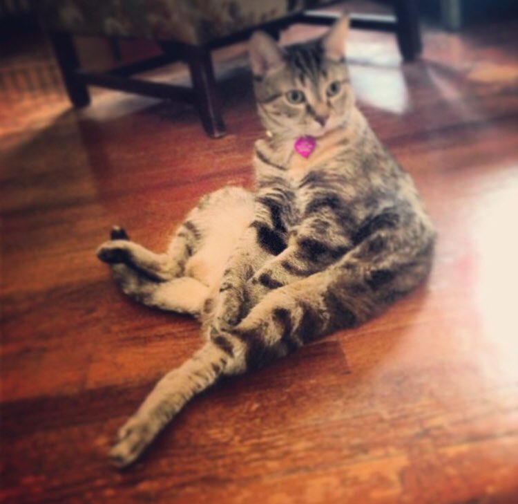 RossSmirnoff's tweet photo. Is there anything better than having a cat? The answer is no. #cats #CatsOfTwitter https://t.co/ZzTrWHB1Ig