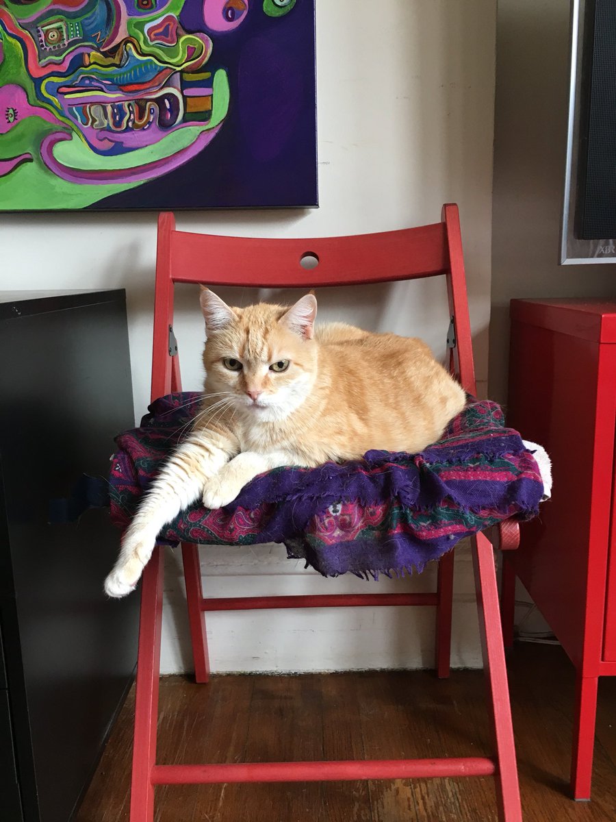 RossSmirnoff's tweet photo. Is there anything better than having a cat? The answer is no. #cats #CatsOfTwitter https://t.co/ZzTrWHB1Ig