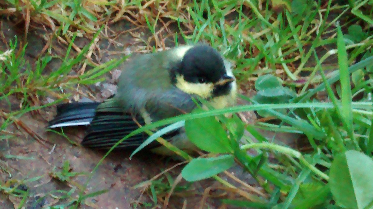 Stephen42156471's tweet photo. @NearbyWild
@NatureUK
@Natures_Voice
@NaturalEngland
@Britnatureguide
@wildlife_uk
@WildlifeTrusts
@BBCSpringwatch
Early hours Wednesday, early June 2018 - time, day, date, month. - us

Wildlife, nature, new life - natural timing and surviving....

Walking on a country path! X 😎 https://t.co/7v5PgiWkJ0