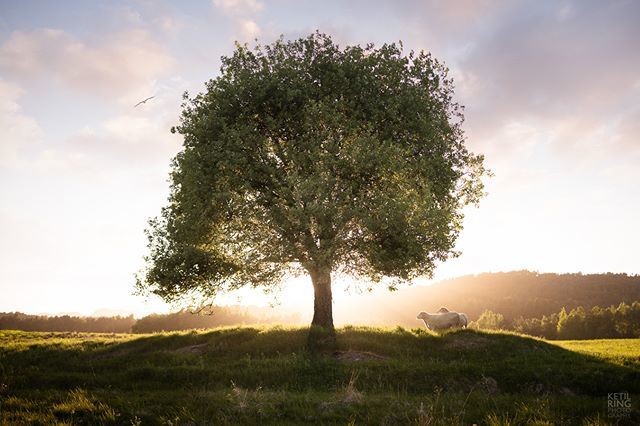 ketilring's tweet photo. På en kveldstur i Kottenget #kottenget #solnedgang #sau #fantastiskefosen #fosenveret #sunset #trees #sheep #godmorgennorge #yrbilder https://t.co/9GPhLeS0Iw https://t.co/RARqW3AtuO