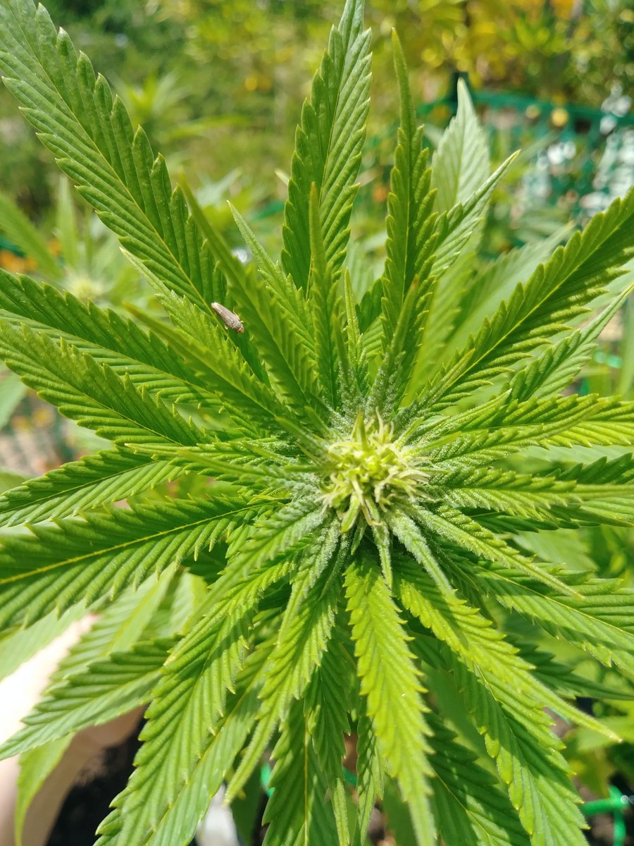 ladybuggedhc's tweet photo. #SkywalkerOG has started to bud. She is such a beautiful plant, pictures don't do her justice.
I can't wait to make good medicine with all that she has to give 🌱💚 #GrowYourOwn https://t.co/HRnpguv3C2