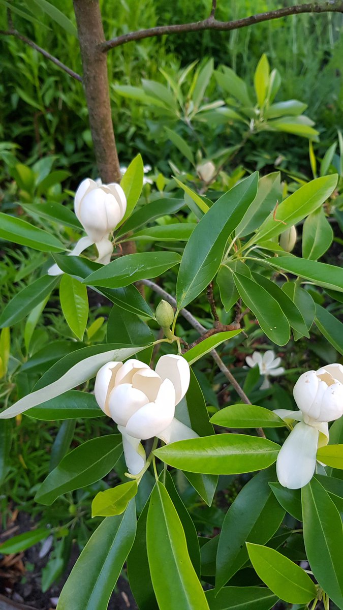 dutchmasters-alltimedesign-twitter