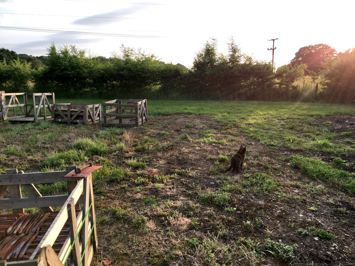 Been asleep all day, time to go outside and play! #cat #eveningsun