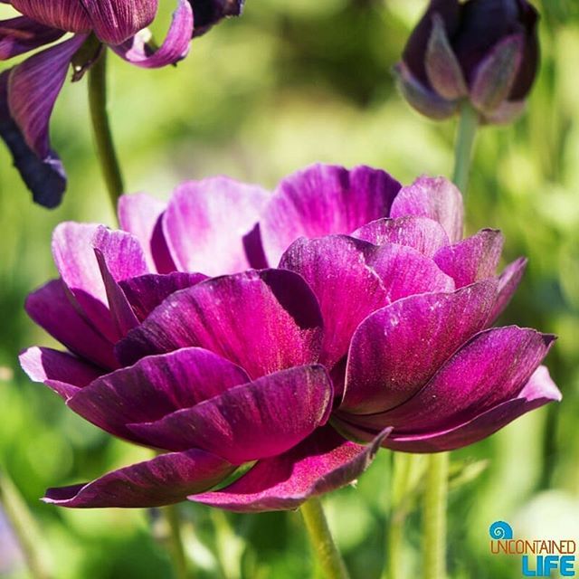 UncontainedLife's tweet photo. Often times, the details of a place are what brings out the best experiences. This single #flower at the Flower Fields in #Carlsbad was such a reminder. #UncontainedLife #MindfulTravel #VisitCalifornia https://t.co/Kte2IBqDCq https://t.co/9V4B4KGM14