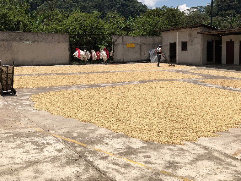 SkyBlueCoffeeCo's tweet photo. Sky Blue Coffee / TFO Canada Coffee Mission to Honduras - https://t.co/r4XxuQyRjV https://t.co/EFzMP4zl31