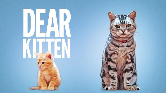 Dear Kitten #meow #catoftheday #kitty #kittens #kitten #aww #pets #funnycat #caturdaycuties #bestmeow #gato #catlife #cats #caturday #cat