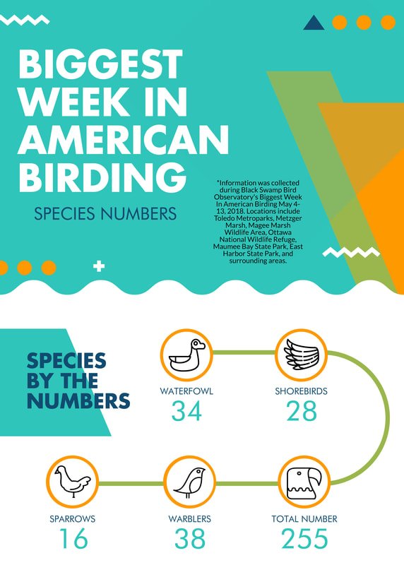 OhioDivWildlife's tweet photo. Check out the total number of species tallied during The Biggest Week In American Birding! Overall, 255 species were seen, including 38 species of warbler: https://t.co/YxqiwnNH4p @BiggestWeek #wildohio #birding #birdchecklist #warblers #biggestweek https://t.co/ujVoO73G9D