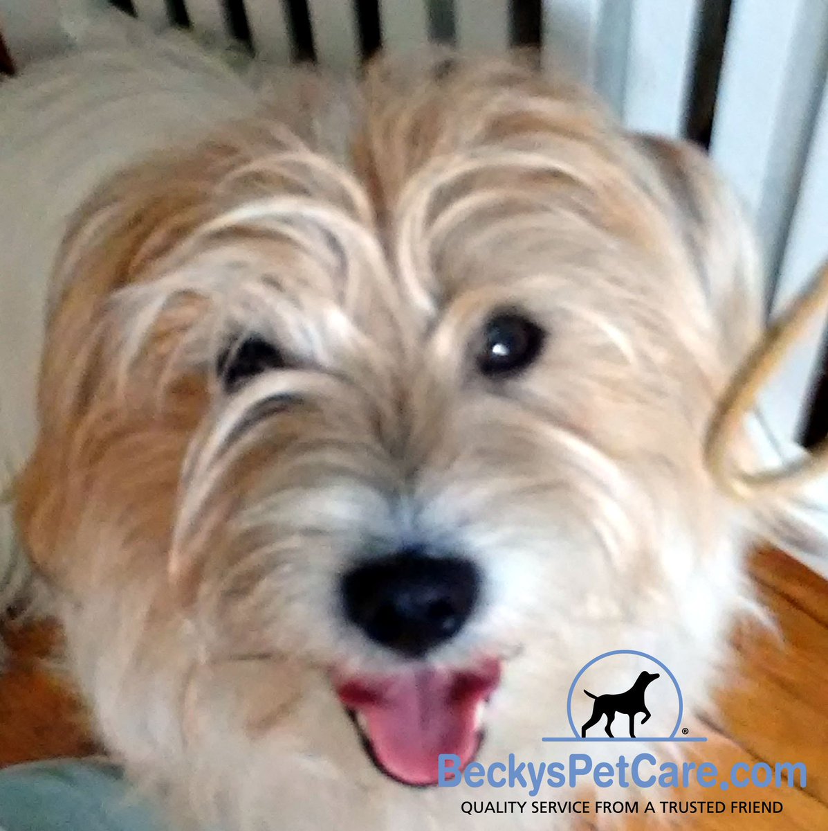 BeckysPetCare's tweet photo. Contact Becky's Pet Care if you are anywhere in Northern Virginia and you need last minute Pet Care. We have On Demand service for pets! #ondemand #beckyspetcare #dogwalker #novapetsitting #novapets https://t.co/MxGQL7sd4W