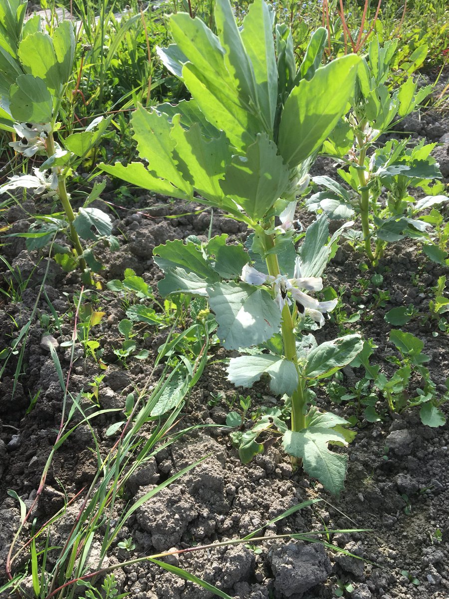 dad2alys's tweet photo. Alys and my attempt at growing our own. #plot47 well on the way to be fully dug over and weeded in readiness for the cultivator. Peas and beans flowering well. Greenhouse and poly tunnel coming on nicely too. @RobsAllotment @medwynsofangles #Anglesey #cerebralpalsy #beatingcancer https://t.co/58TpBrXcEr