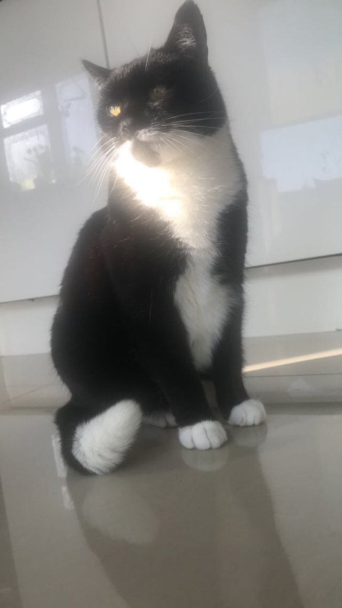 meowio's tweet photo. ☀️☀️☀️ 

#CuteCat #kitten #suncat #cateyes #cats #CatsOfTwitter #meow https://t.co/a8xStERhYE