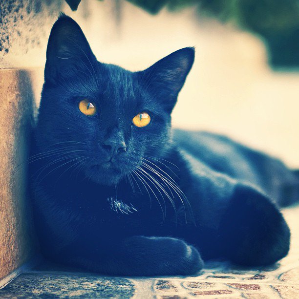 meowmoe.com/93929/ 
Oh hai, I'm just sitting here being gorgeous ... 
#Cats #Cat #Kittens #Kitten #Kitty #Pets #Pet #Meow #Moe #CuteCats #CuteCat #CuteKittens #CuteKitten #MeowMoe