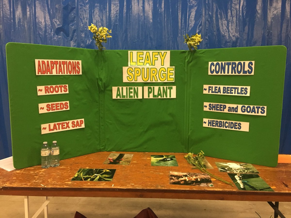 Taught kids about this little “alien” invading Manitoba at Amazing Agriculture today! What an awesome opportunity for these kids! <a href="/aitcmb/">Agriculture in the Classroom-Manitoba</a>