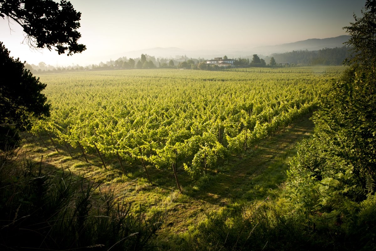 vinhoverdewines's tweet photo. Fun fact: Wines sourced from vineyards located between the Lima and Cavado rivers of the #VinhoVerde region tend to acquire a yellow citrus hue and greenish hints with an intense bouquet of such floral notes as orange blossom, acacia, and lime. #VinhoVerdeWine https://t.co/ys5tttSsOz