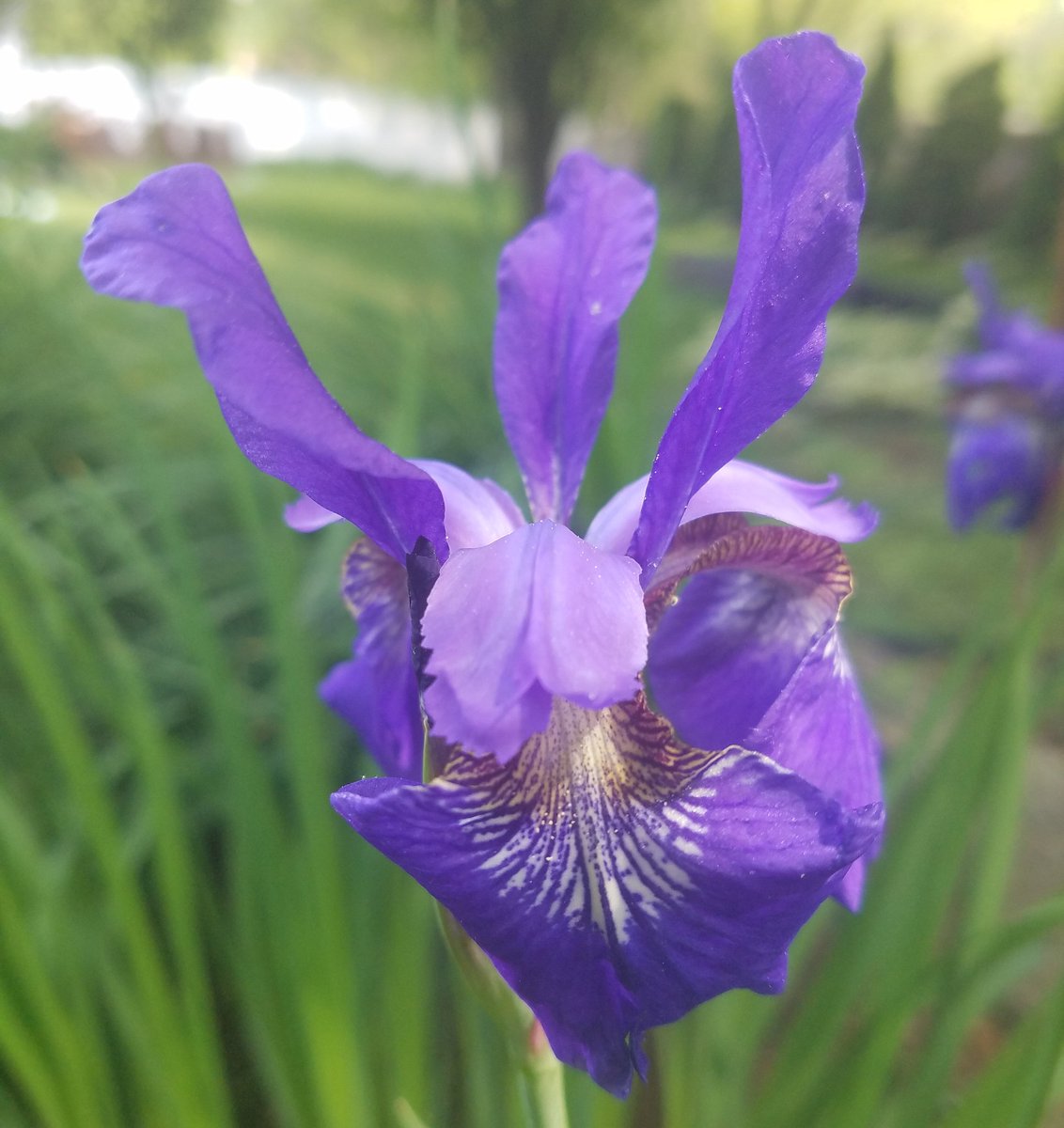 My iris finally bloomed for the first time this year 😄

#springflowers #flower #amateurphotographer #photography #photo #iris #amateurphotography #newjersey #ilovenj #njspots #jshn #njisntboring #NJ #nature #naturephotography #njinbloom