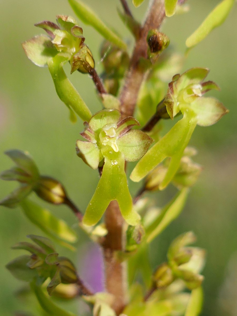 June is such a fabulous month for orchids - a few recent highlights from close to home: man orchid, common spotted orchid, bee orchid, and common twayblade. #30DaysWild