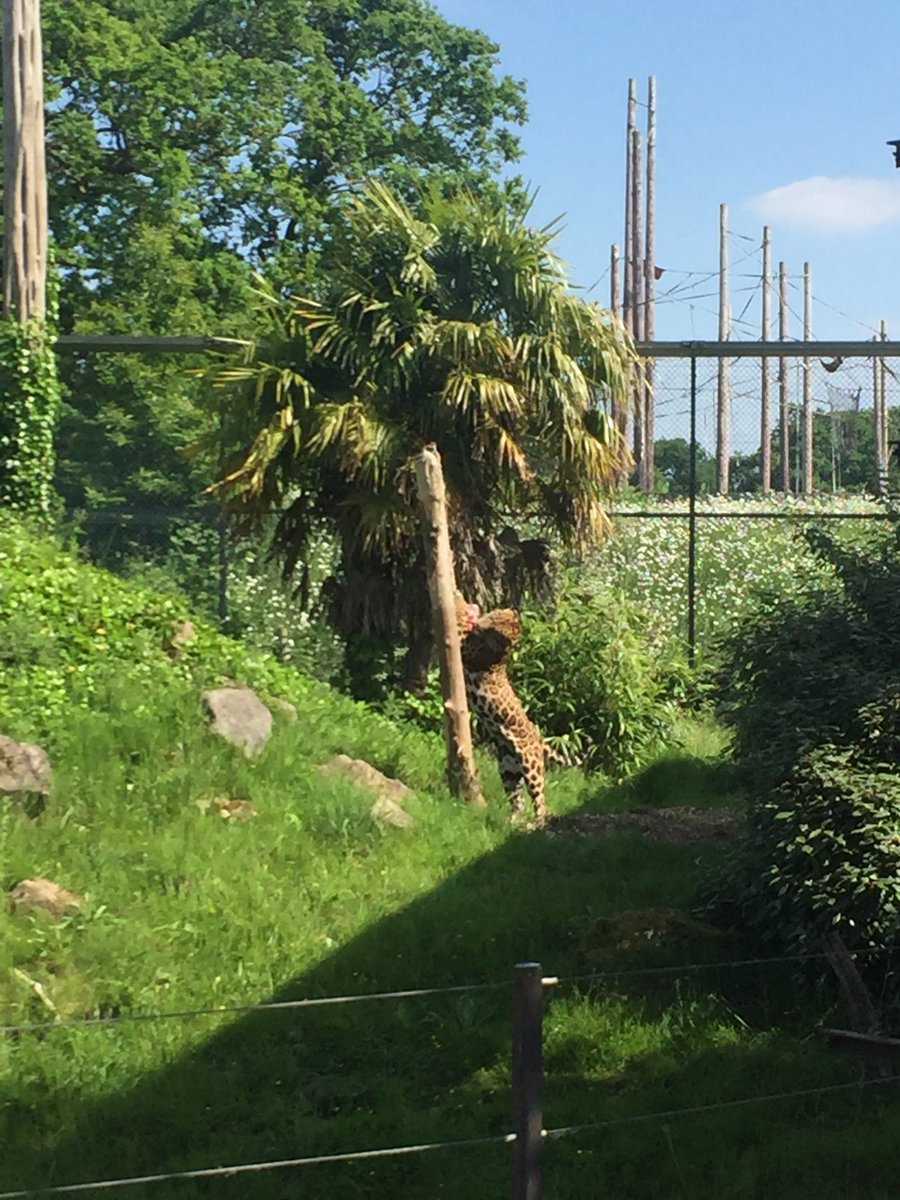 Leahjw's tweet photo. A Great end to #REEC2018 showing some of @chesterzoo’s fab carnivore #enrichment @ScienceatCZ https://t.co/Avy3uPuLeH