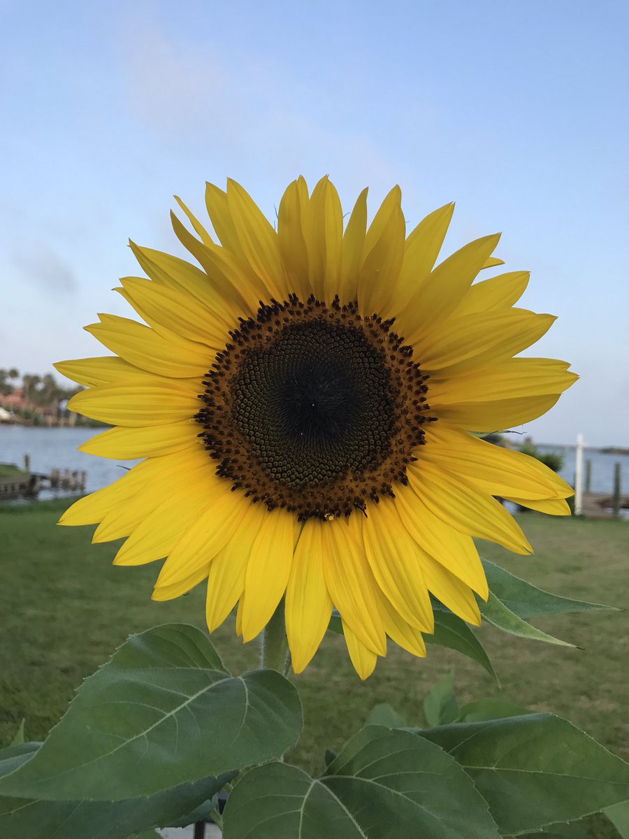 Apollo Realty Inc (RealtyApollo) Twitter