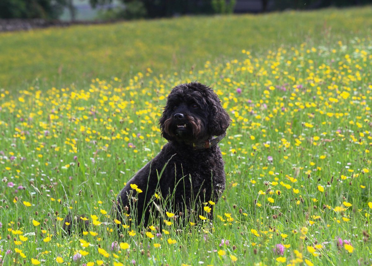 staceymooreart's tweet photo. Me and @shopdogmorris love this time of year! 🌼💛🌼💛🌼 #countrylife #loveyorkshire #NoPlaceLikeHome https://t.co/IVfwLMl3rL