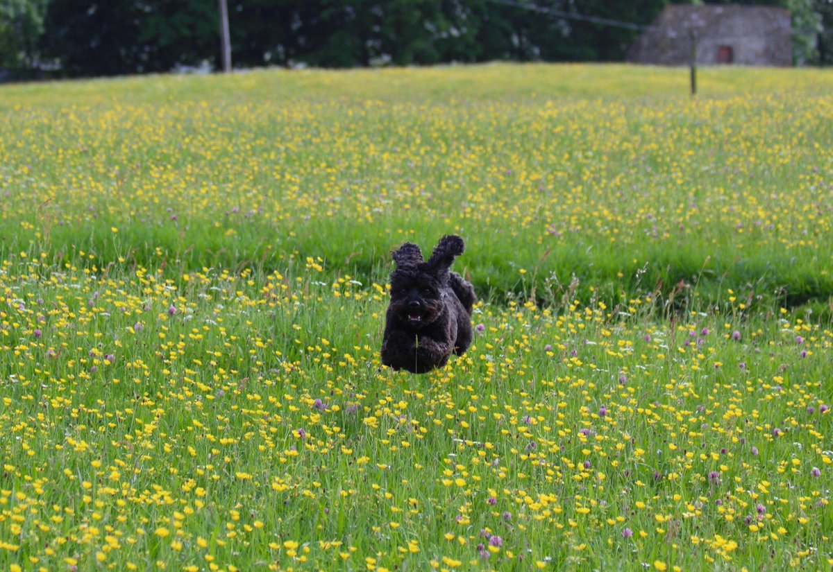 staceymooreart's tweet photo. Me and @shopdogmorris love this time of year! 🌼💛🌼💛🌼 #countrylife #loveyorkshire #NoPlaceLikeHome https://t.co/IVfwLMl3rL