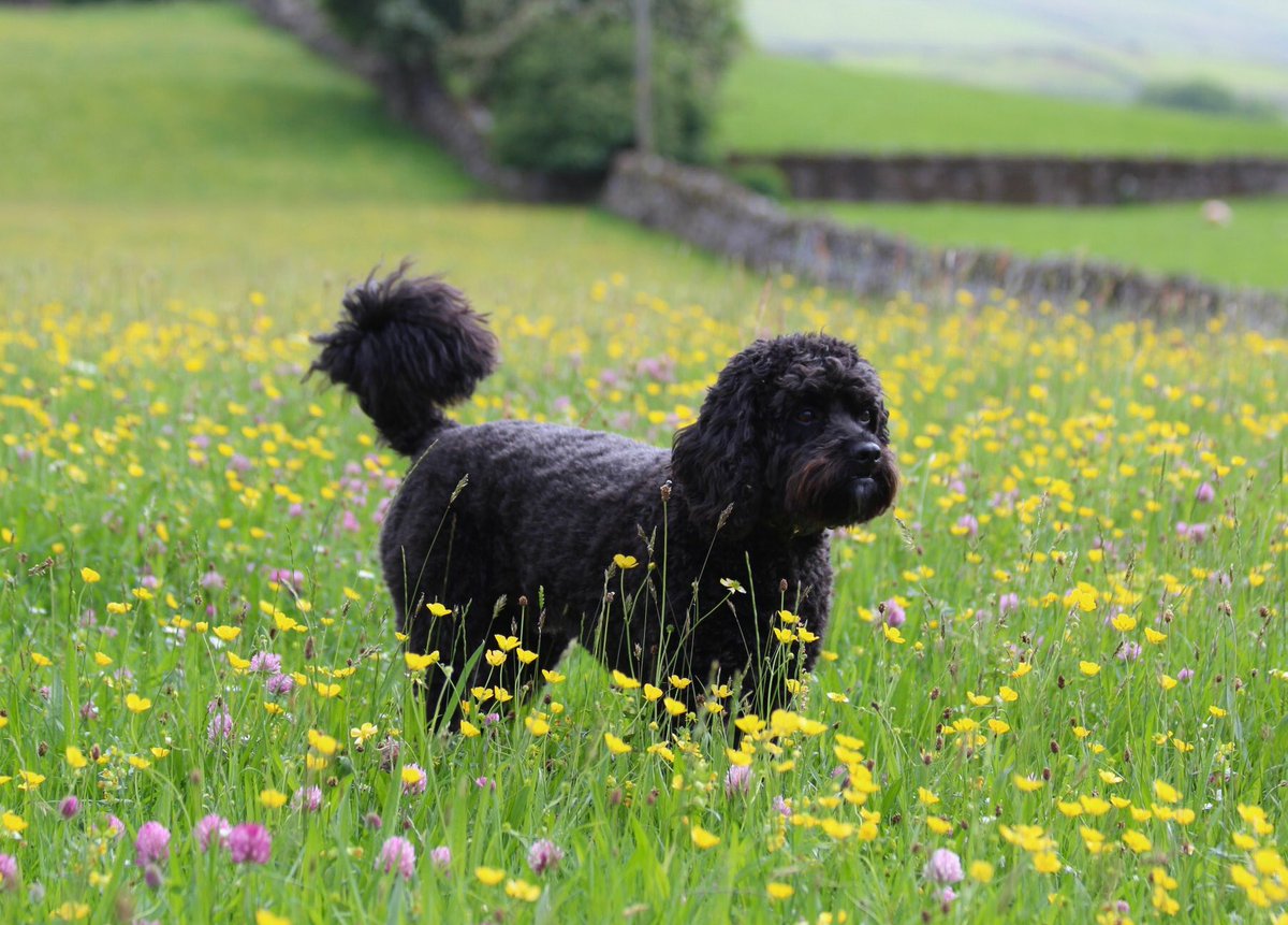 staceymooreart's tweet photo. Me and @shopdogmorris love this time of year! 🌼💛🌼💛🌼 #countrylife #loveyorkshire #NoPlaceLikeHome https://t.co/IVfwLMl3rL