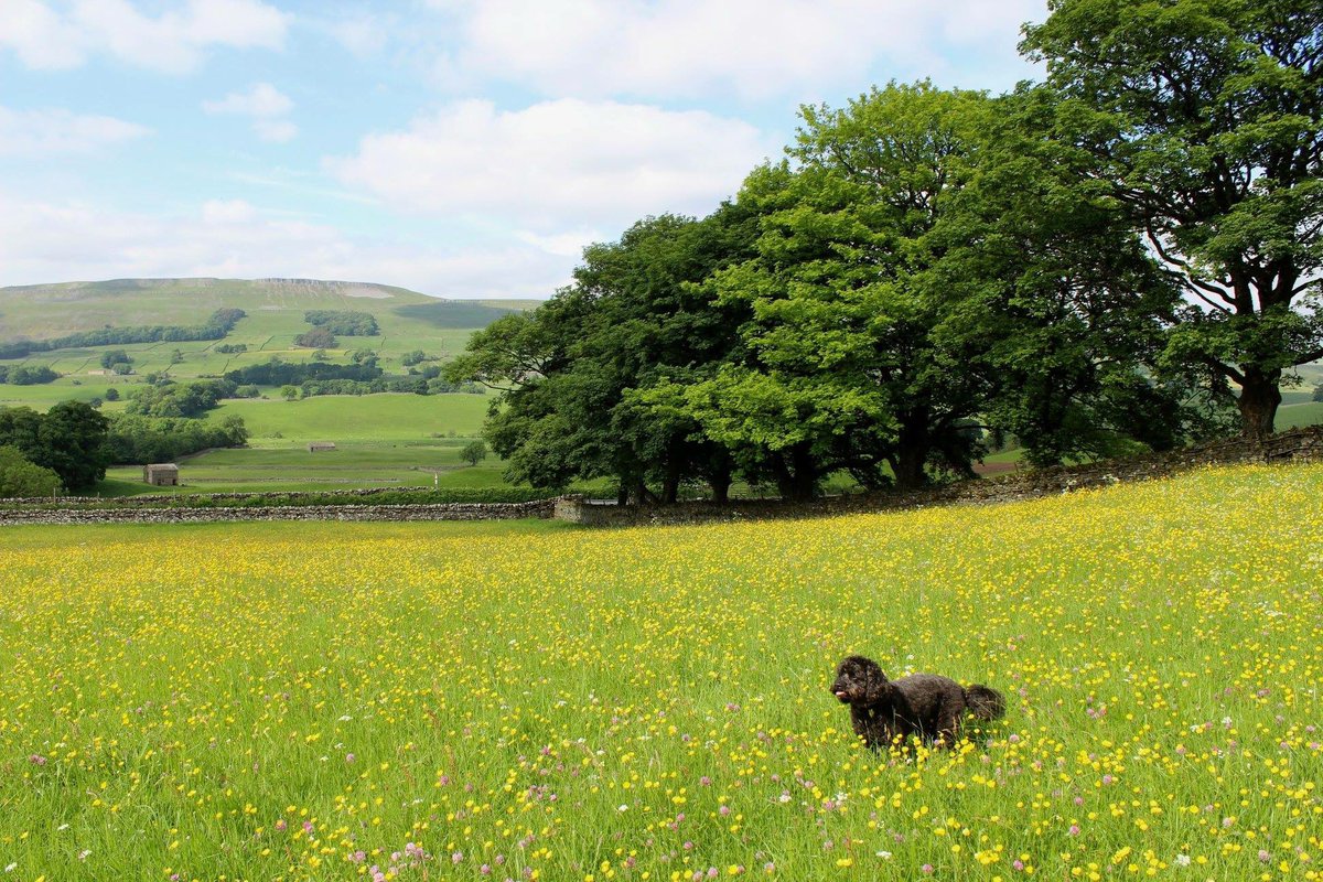 staceymooreart's tweet photo. Me and @shopdogmorris love this time of year! 🌼💛🌼💛🌼 #countrylife #loveyorkshire #NoPlaceLikeHome https://t.co/IVfwLMl3rL