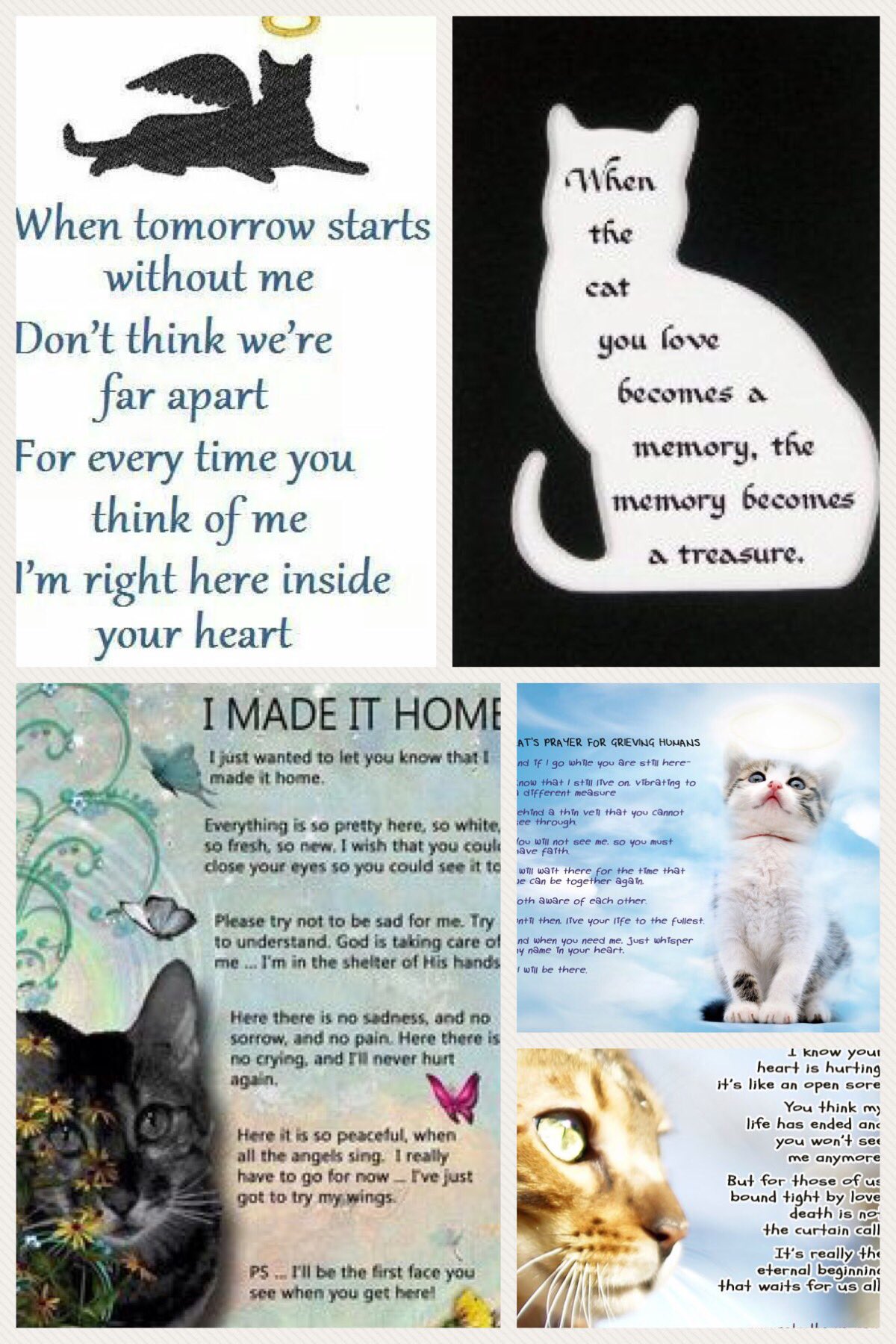picture Cat's Prayer For Grieving Humans rip my special angel cat we will miss